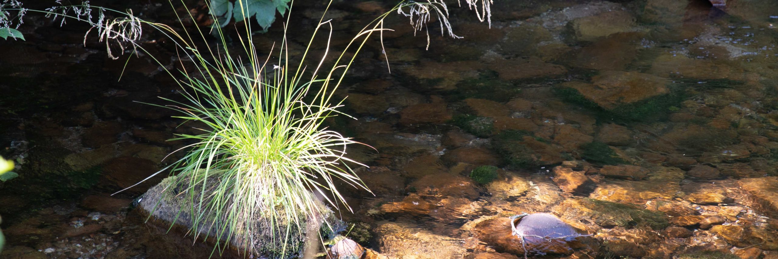 Sonne Baiersbronn: Nachhaltigkeit ist uns wichtig!