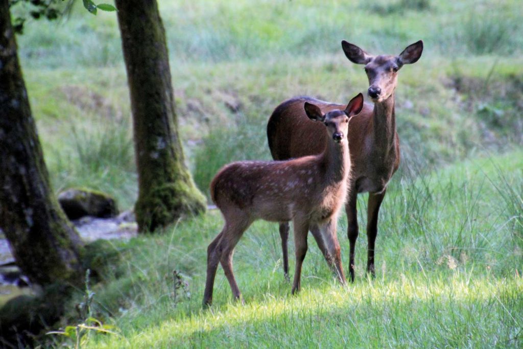 Hotel Sonne Baiersbronn: Wandern im Baiersbronner Wanderhimmel